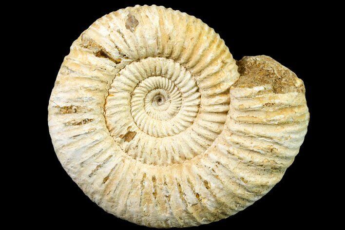 Jurassic Ammonite (Perisphinctes) Fossil - Madagascar #161732